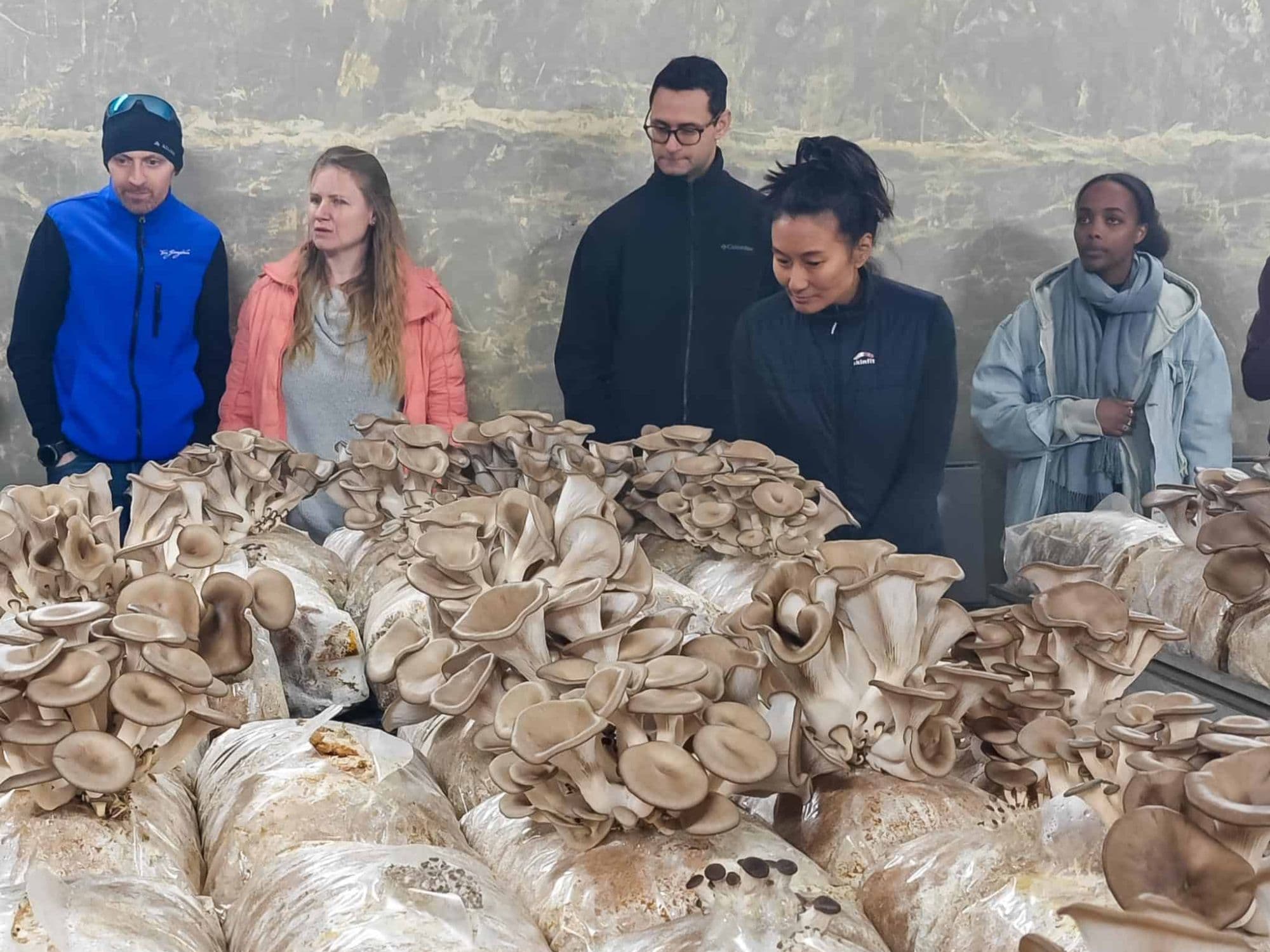 Urban discovery tour: Hidden world of mushrooms in Zurich