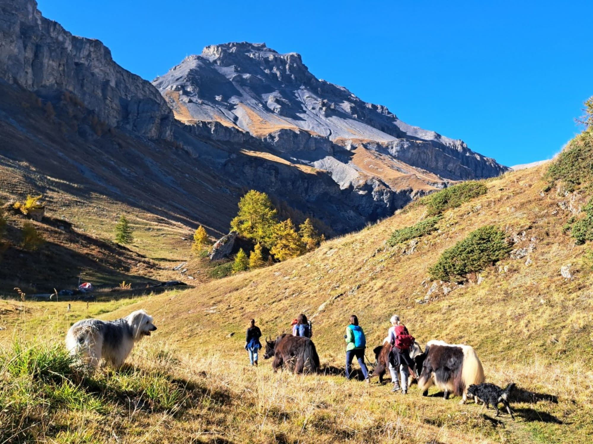 A nomad adventure with yaks to the La Tièche waterfalls