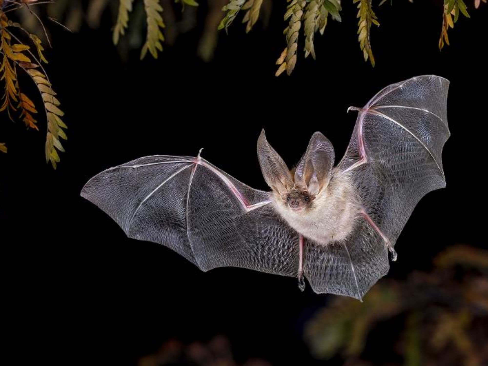 Bat Watching in Heidiland