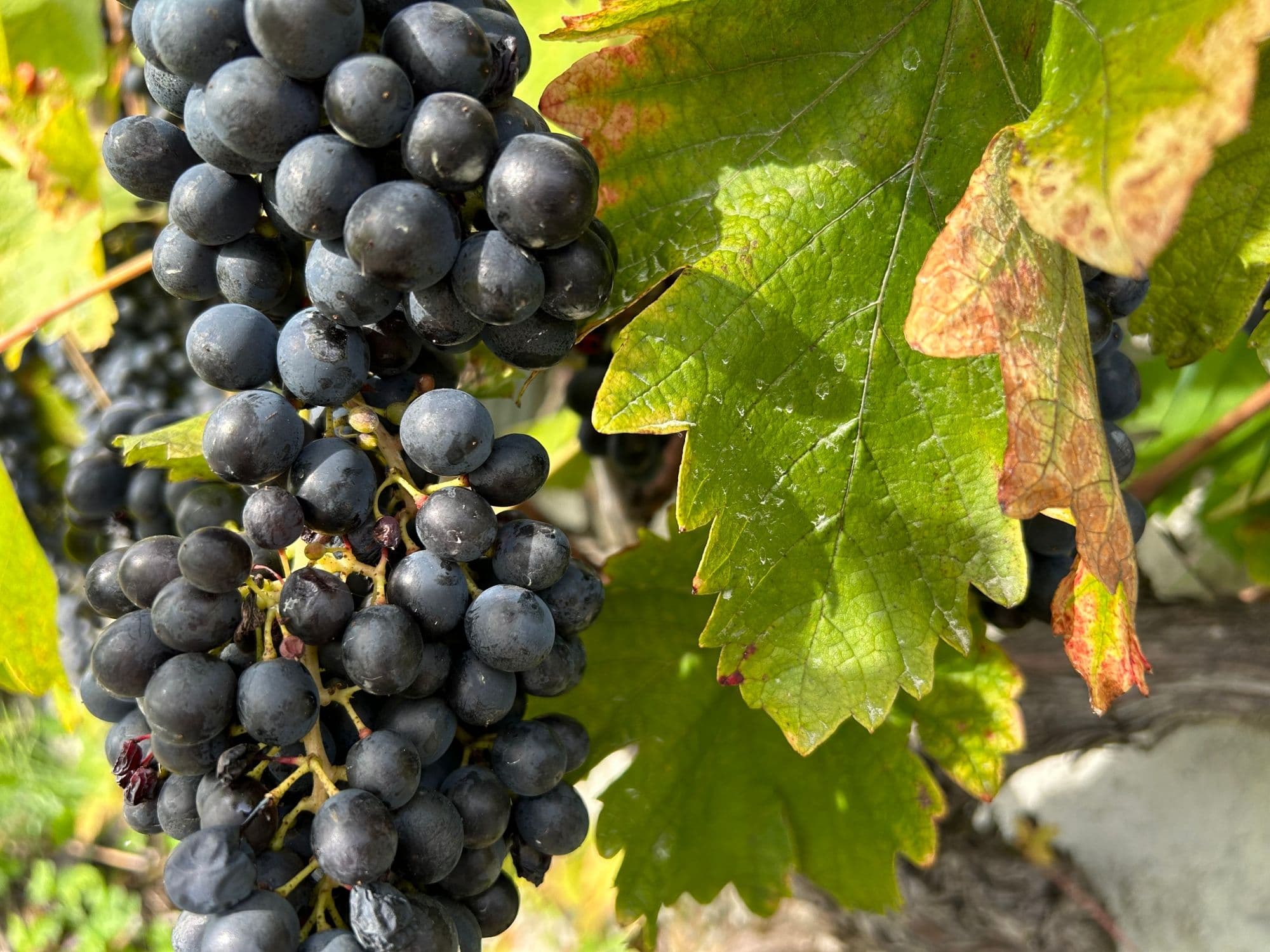 Wine Hiking Tours of the Côtes de l’Orbe Vineyards for Private Groups