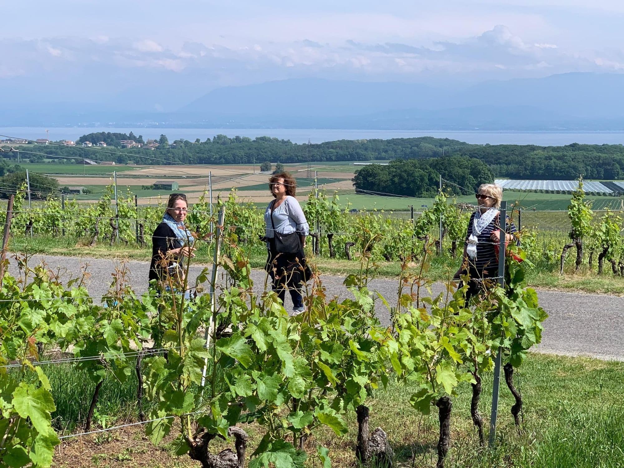 Wine Hiking Tour of La Côte Vineyards for Private Groups