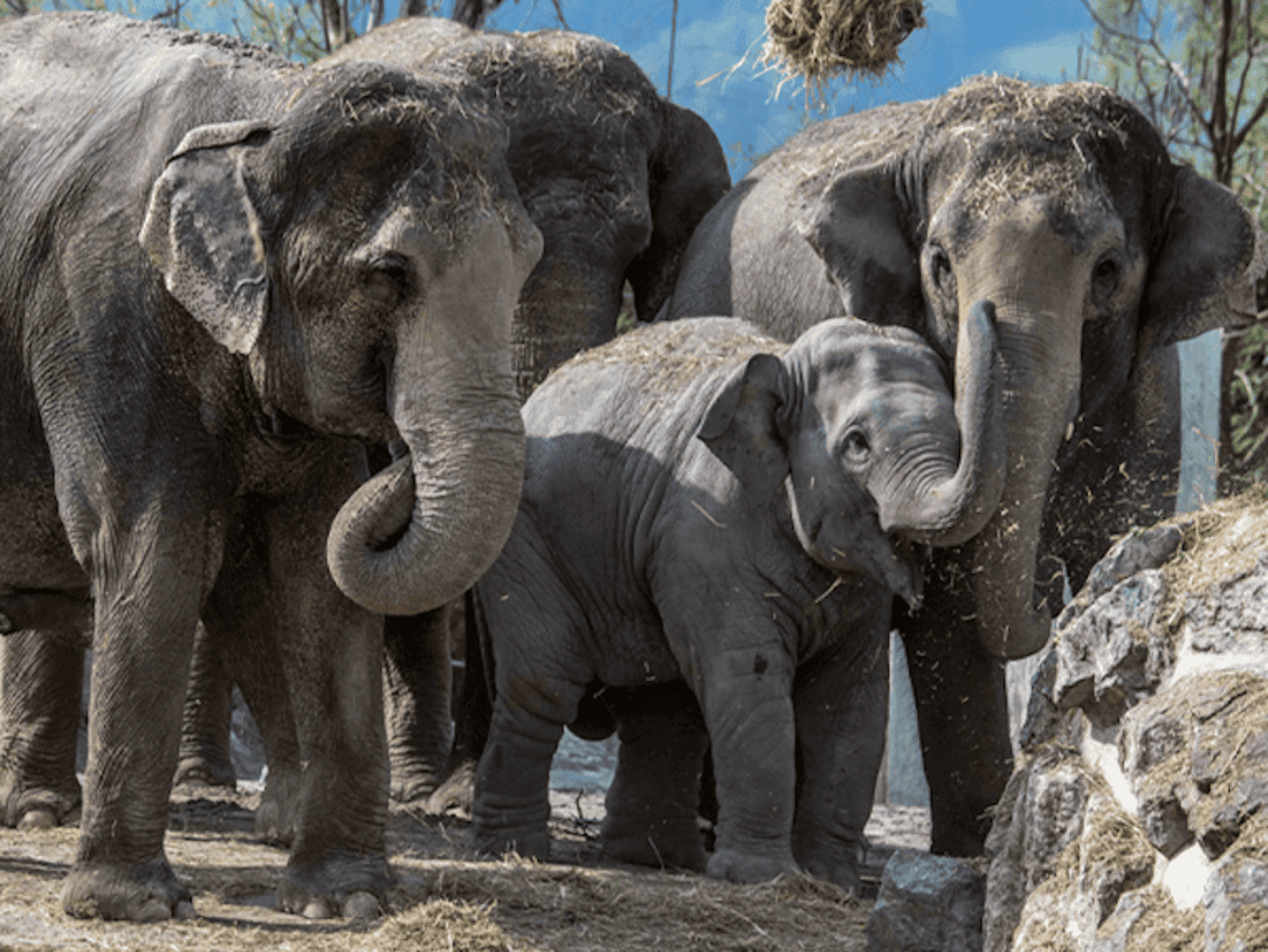 Up Close with Elephants at Knies Children's Zoo Rapperswil