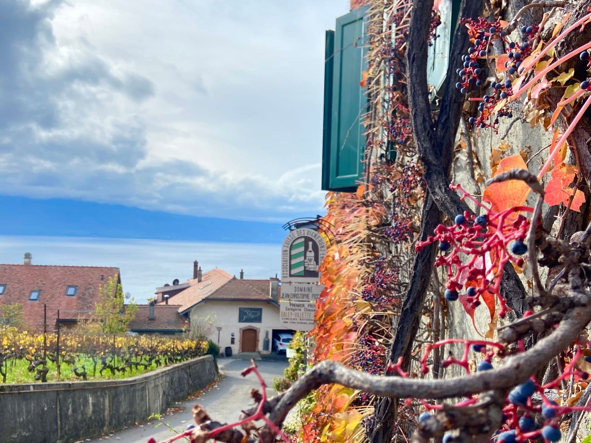 Private Wine Hike in Lavaux from Lausanne
