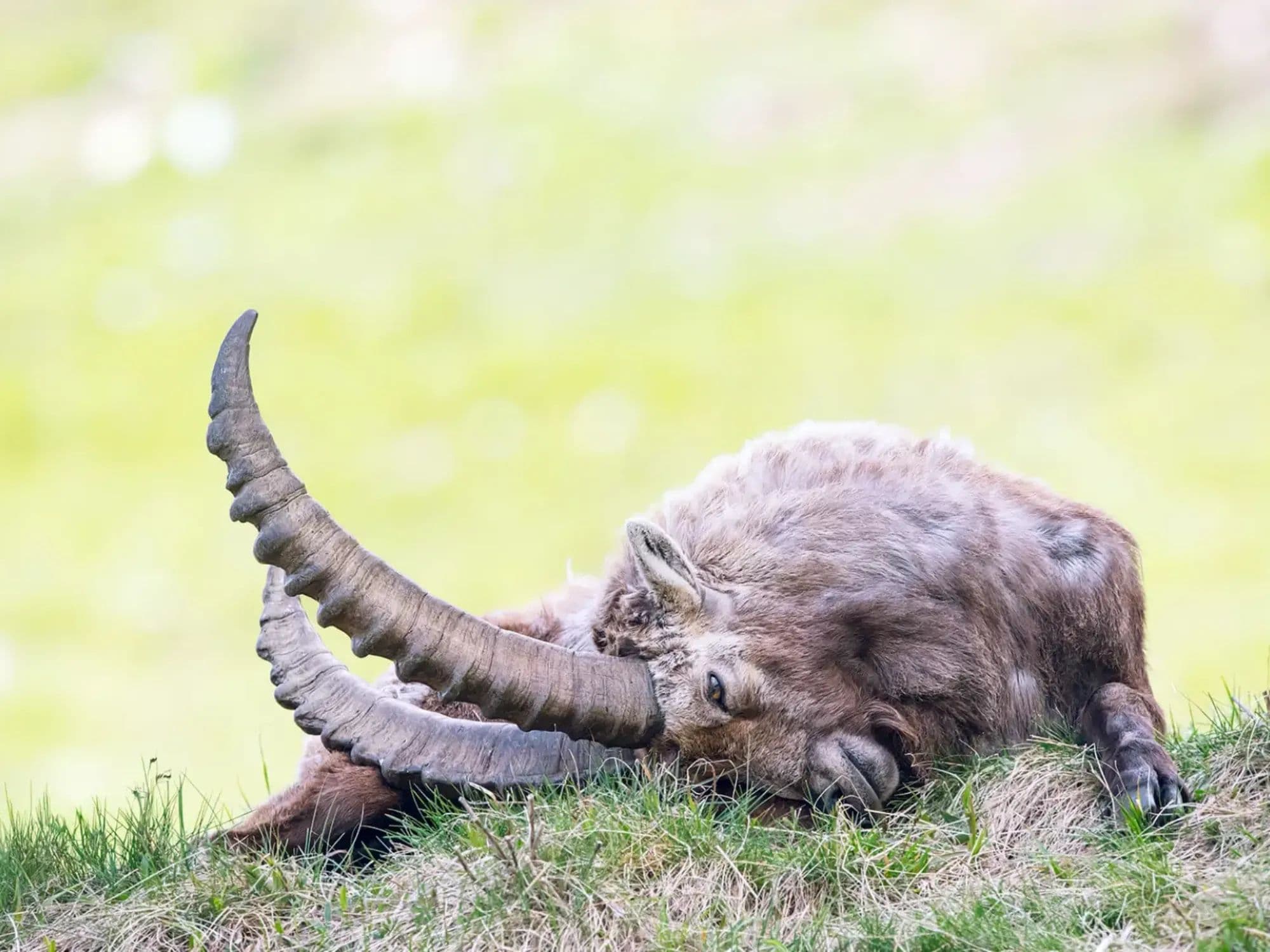 Private course on photographing ibex in the Engadin