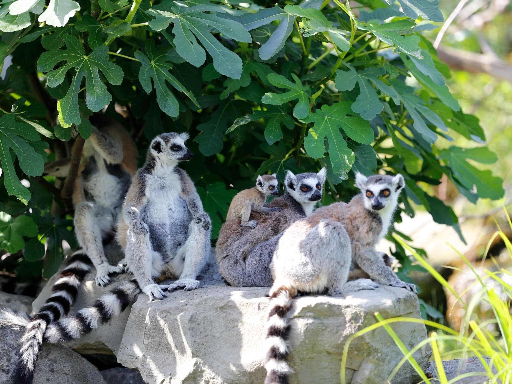 Guided tour through the Knie Children’s Zoo in Rapperswil