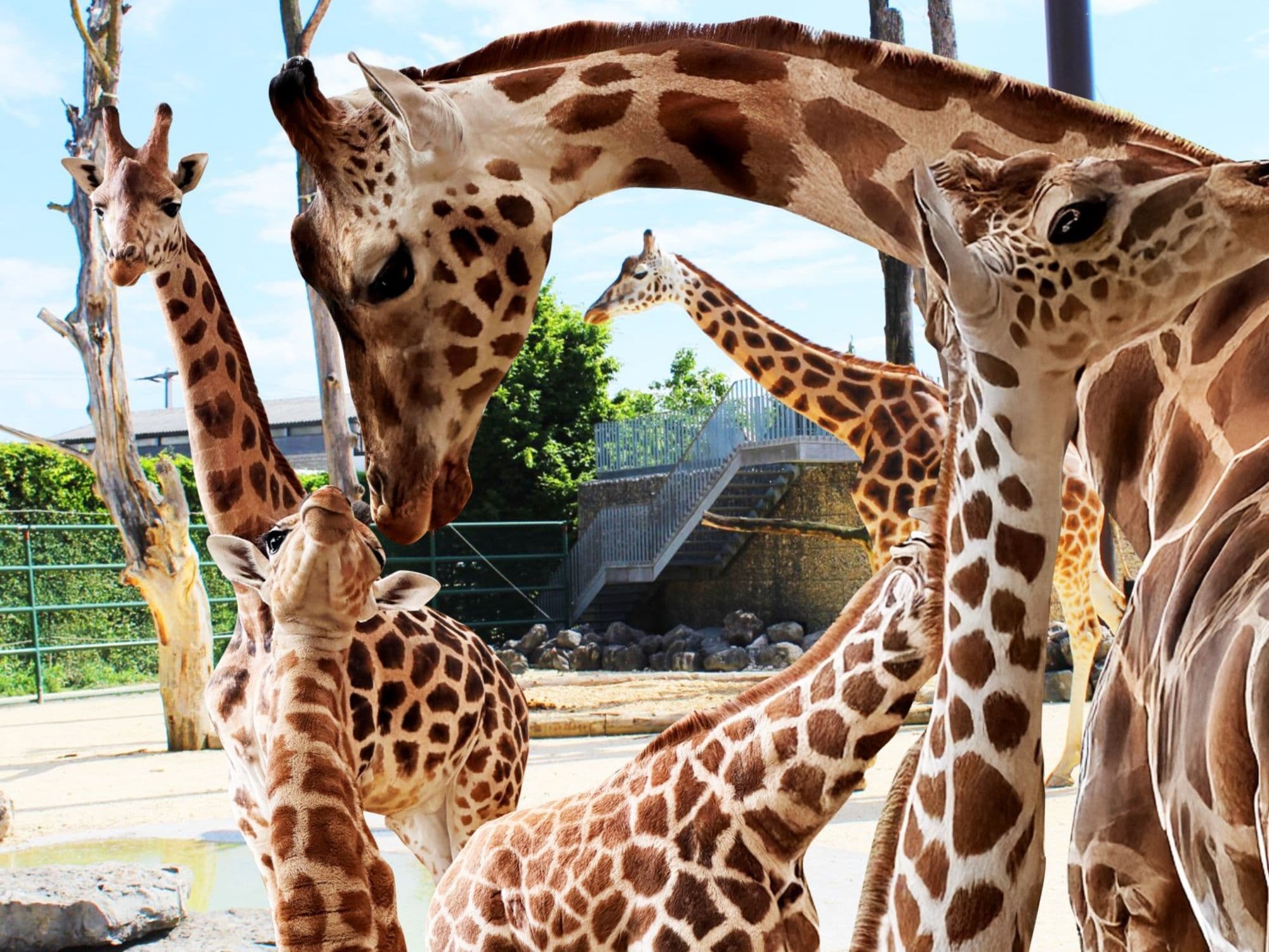 Giraffe Feeding at Knies Children’s Zoo Rapperswil