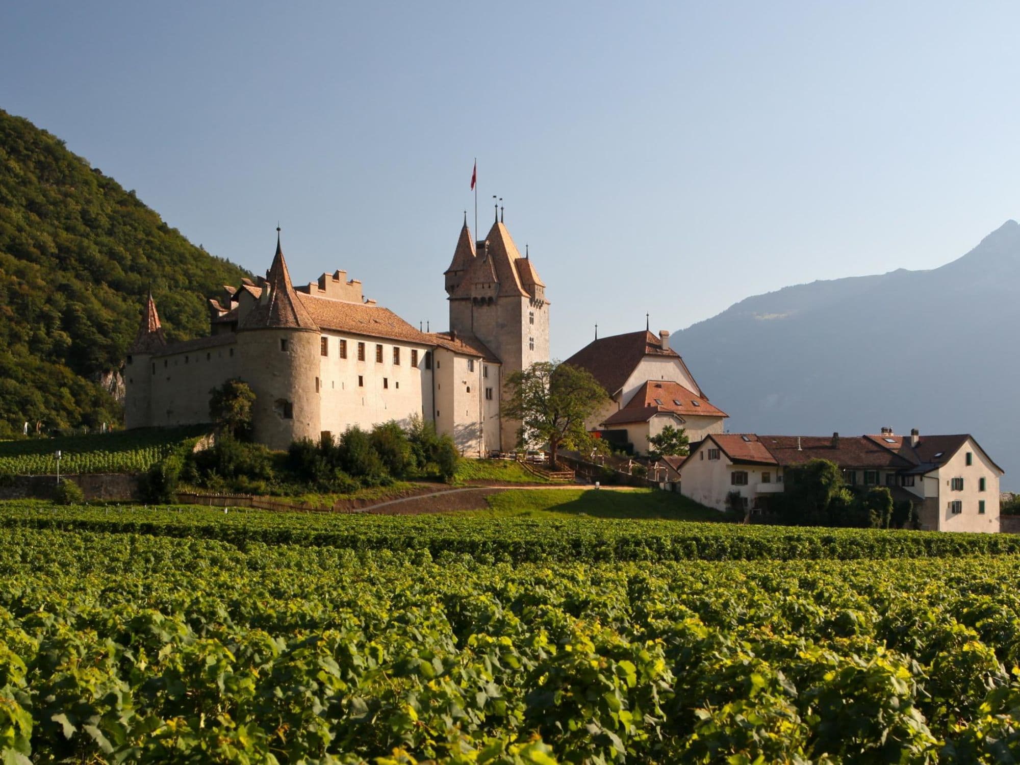 Wine Walks in Chablais Vineyards for Private Groups