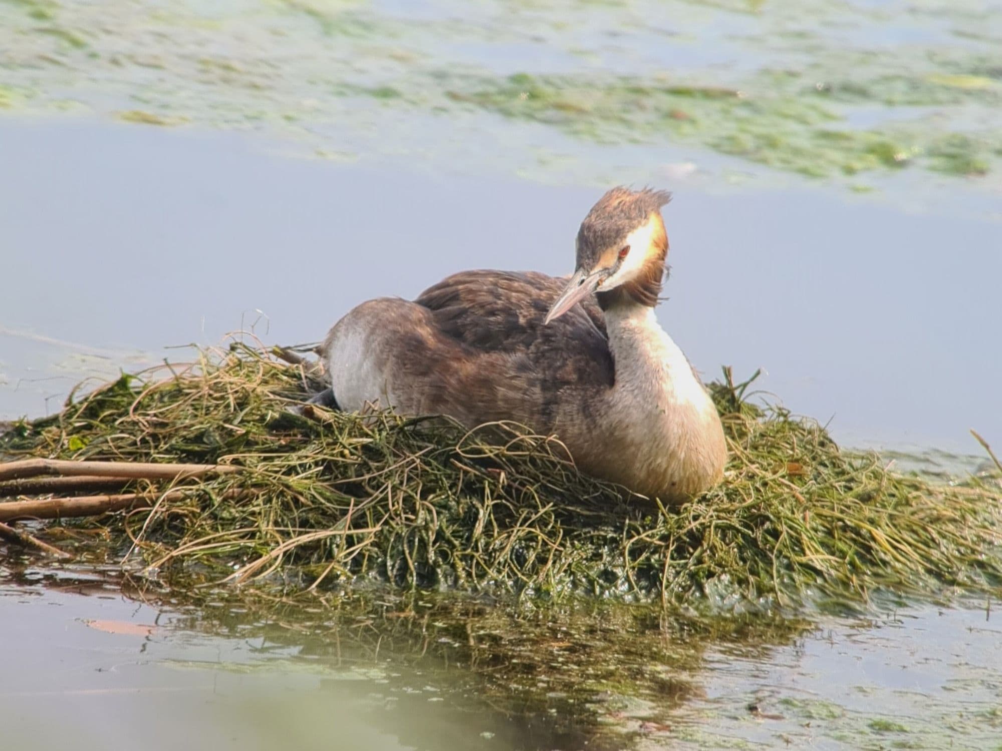 Great Crested Grebe
