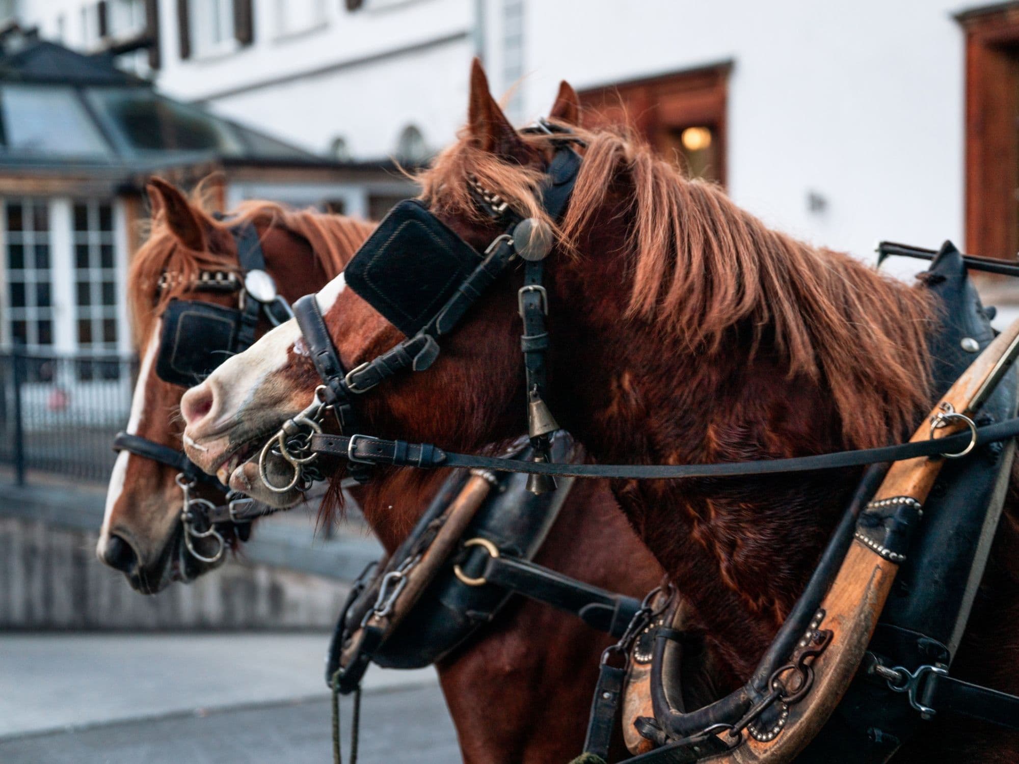 Carriage ride through the Tamina Gorge and the Old Bath of Pfäfers from Bad Ragaz