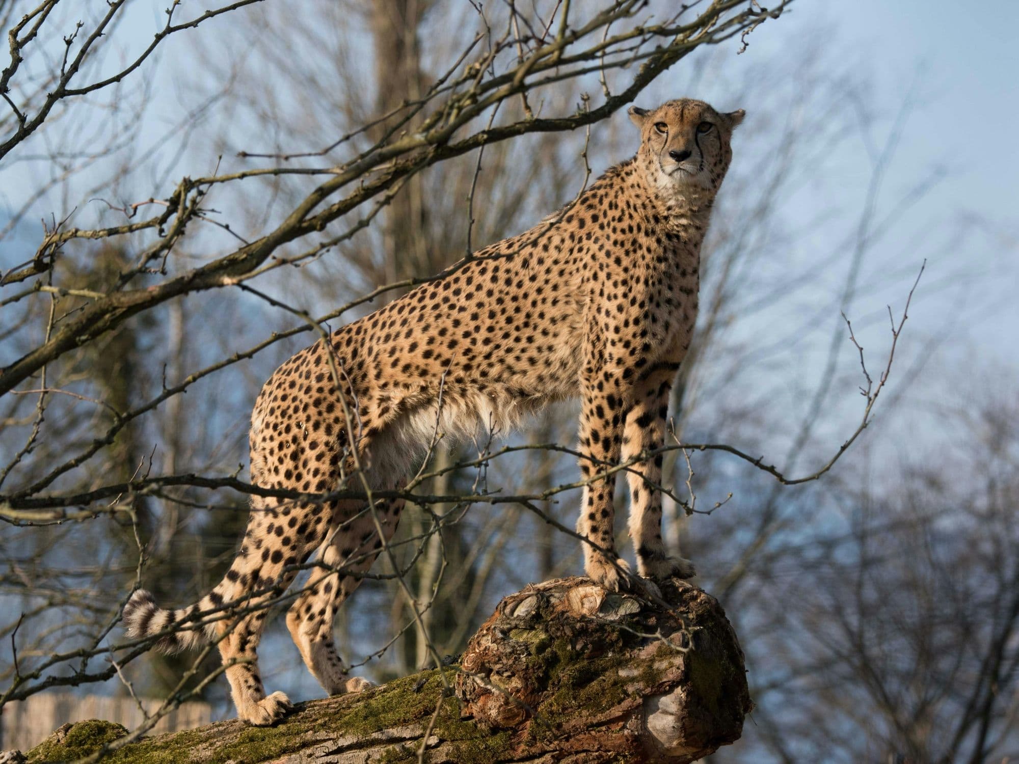 Spotted Cheetah Meetup at the Knie Children’s Zoo Rapperswil