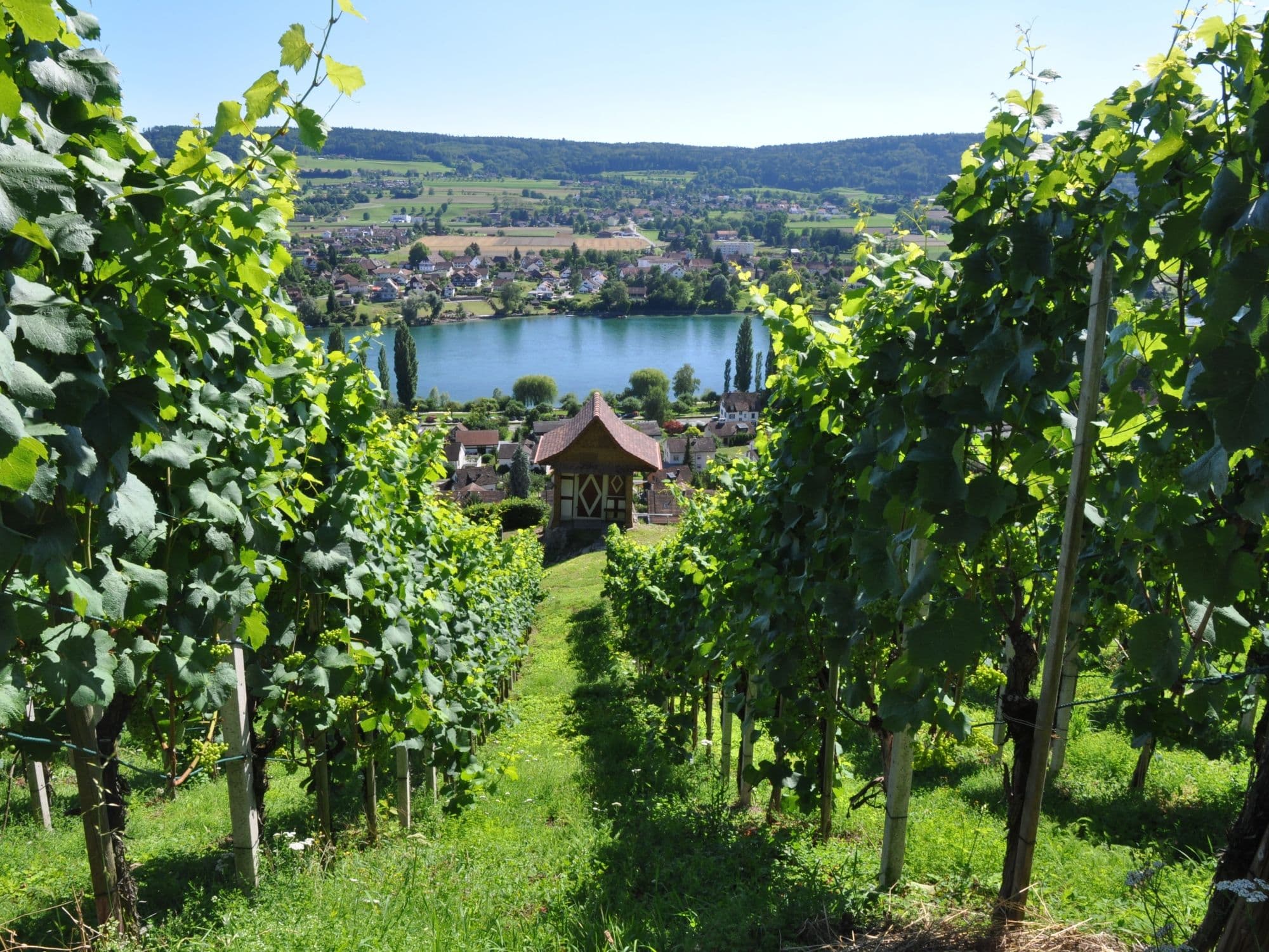 Private wine and cheese tasting in Stein am Rhein