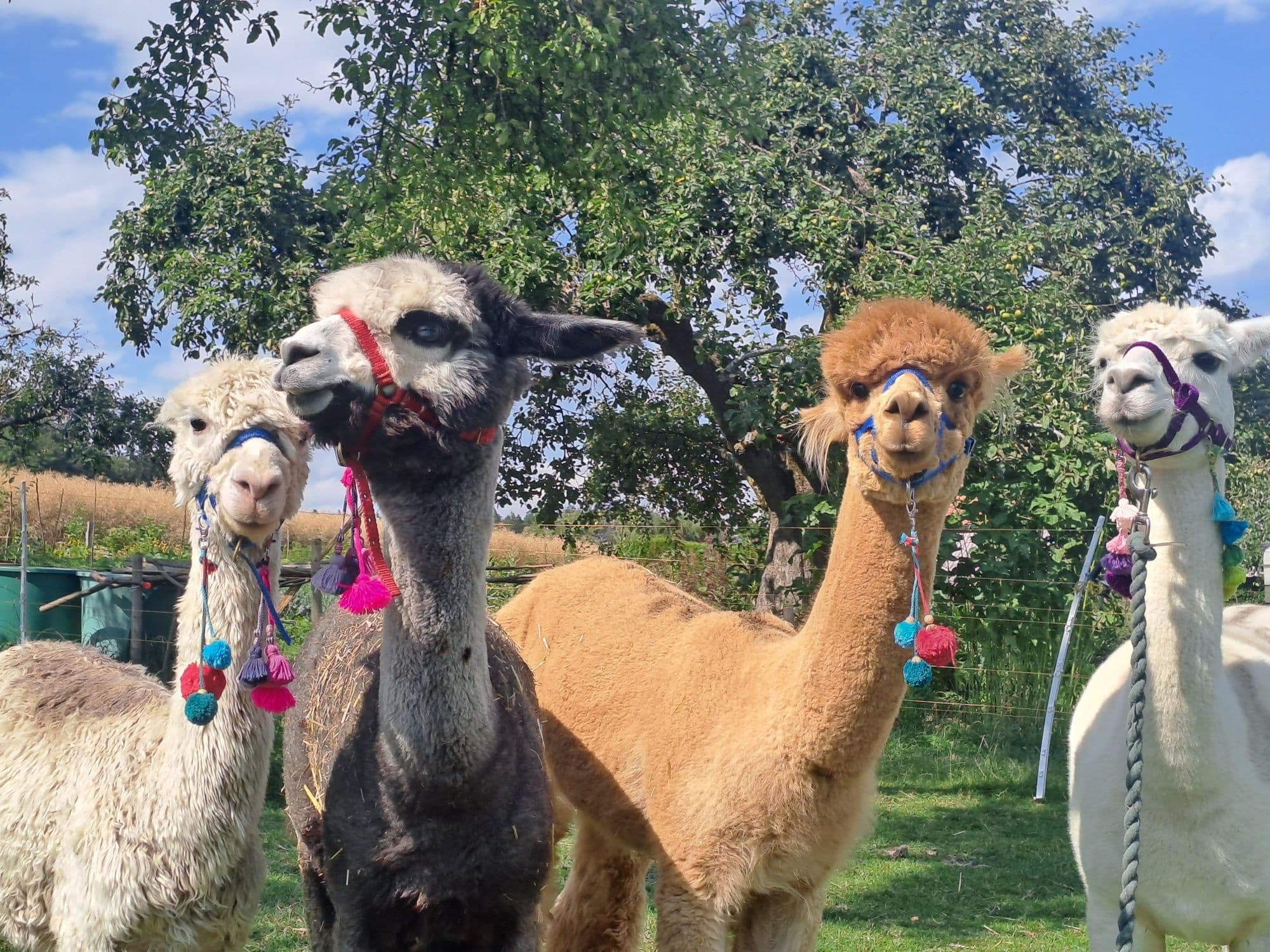 Family Lama and Alpaca Trekking