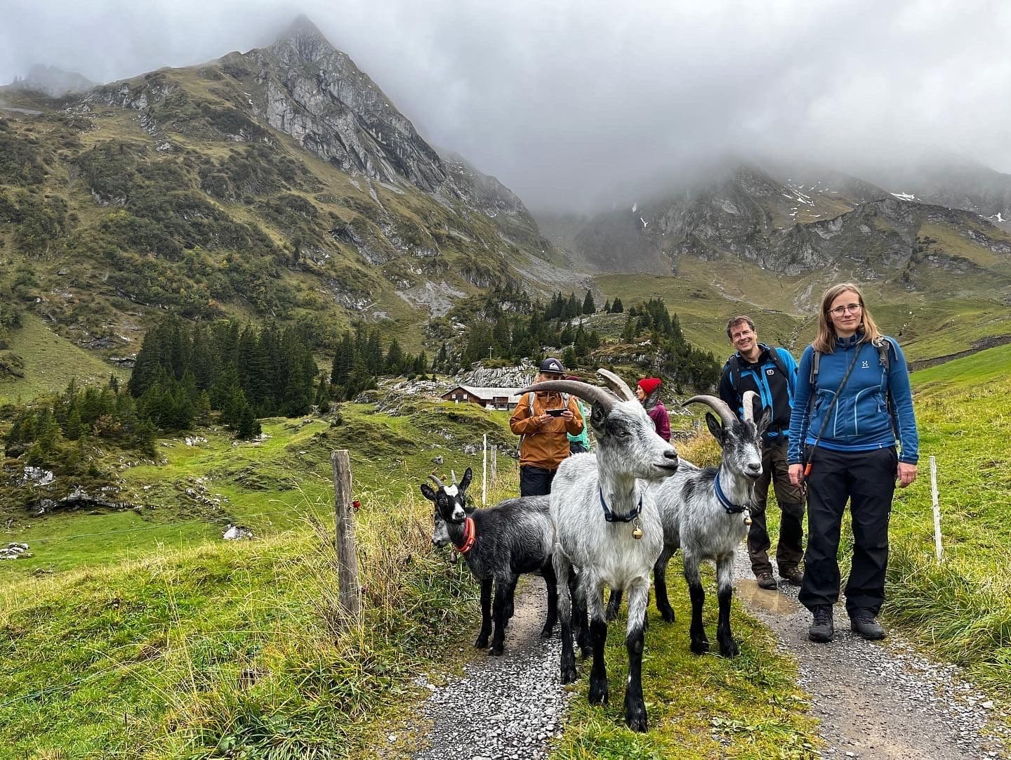 Hiking with goats in Isenthal