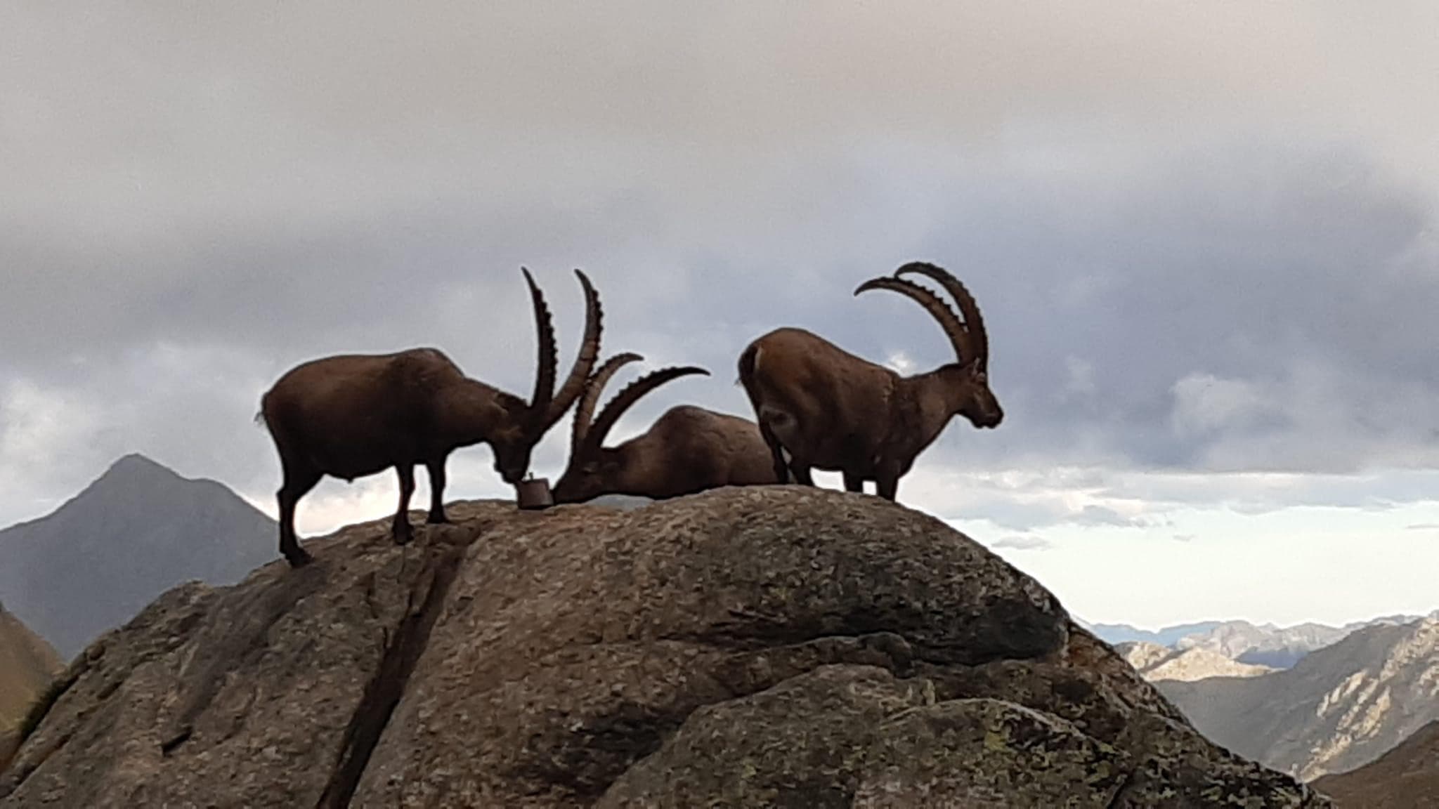 Hike and stone deer observation in Engadin