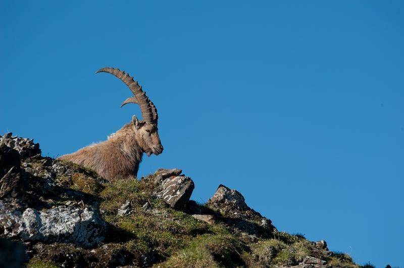 Wildlife watching ibex, stag, chamois and co. in the Weisstannental valley
