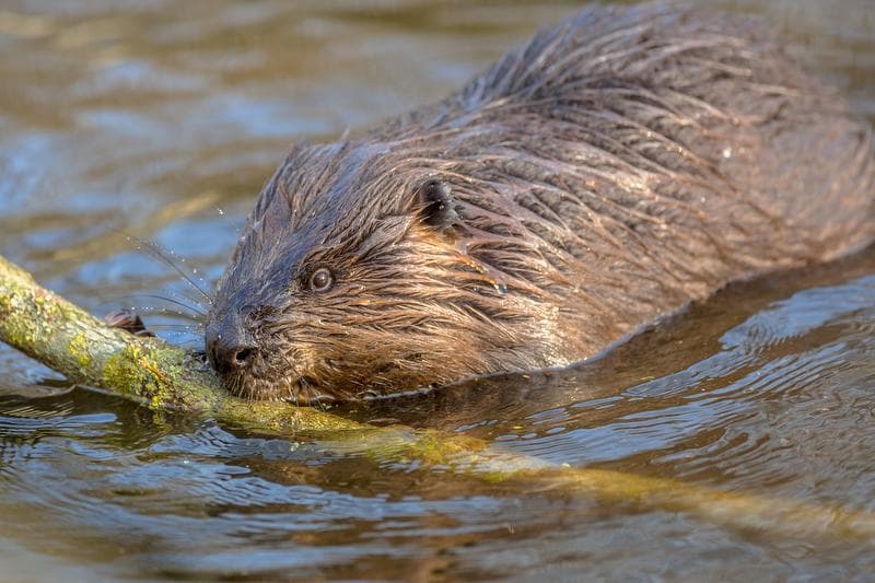 Wildlife observation of beavers in Heidiland