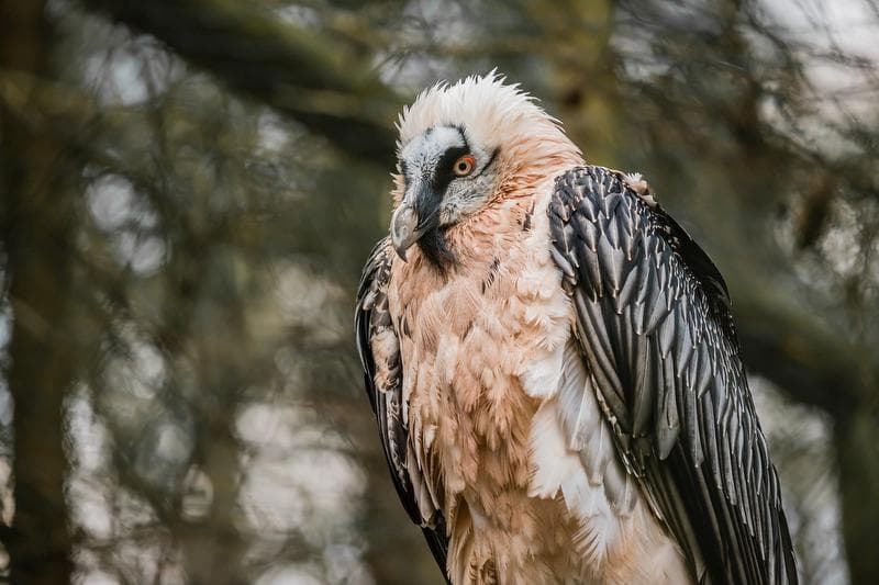 Wildlife Watching Bearded Vulture and Golden Eagle in the Calfeisen Valley