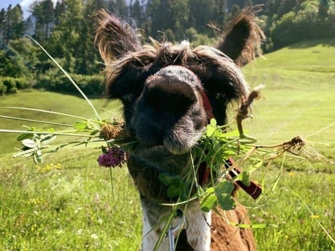 Llama and Alpaca Trekking with Raclette Liechtenstein