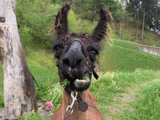 Llama and alpaca taster tour Liechtenstein