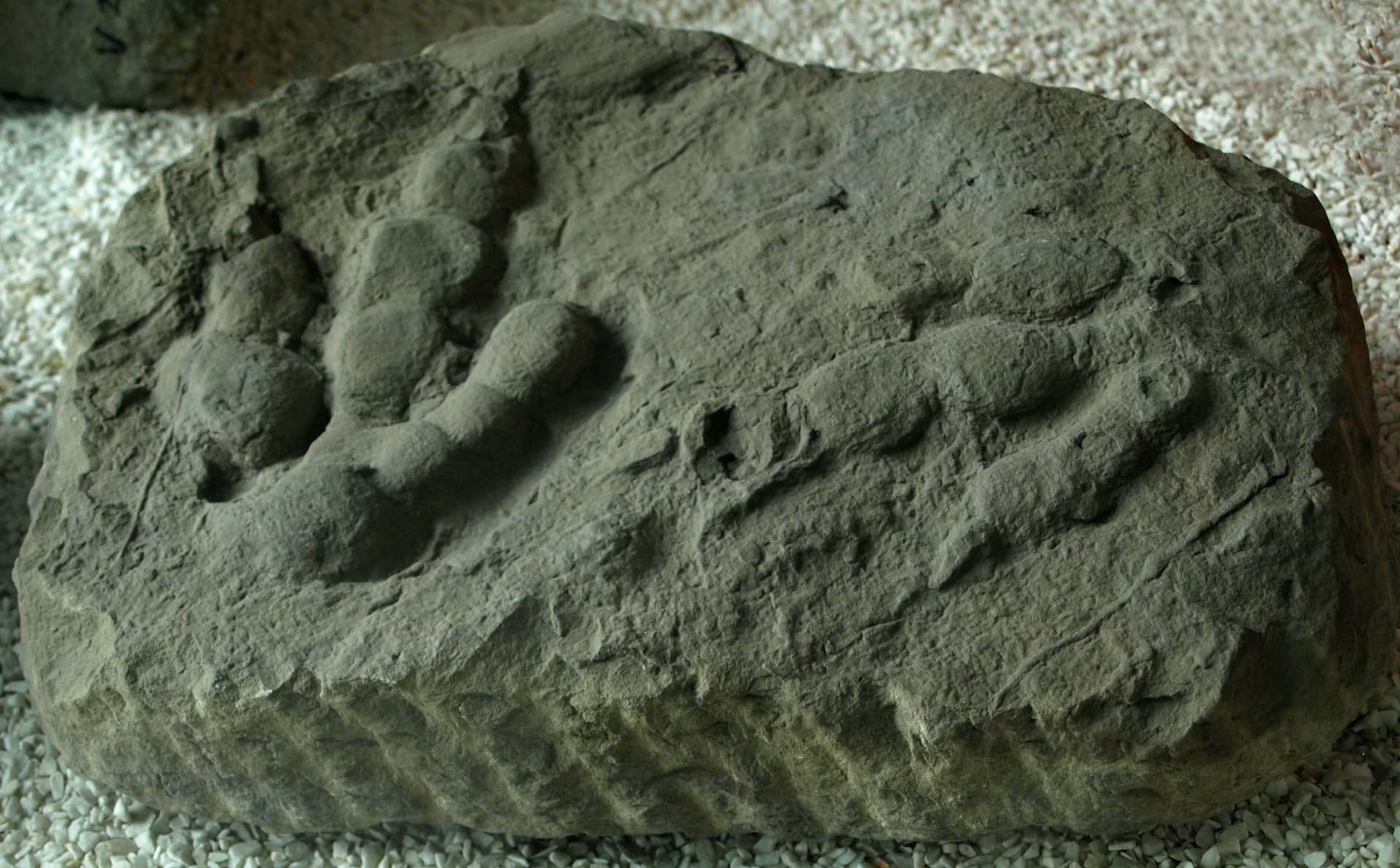 Dinosaur tracks