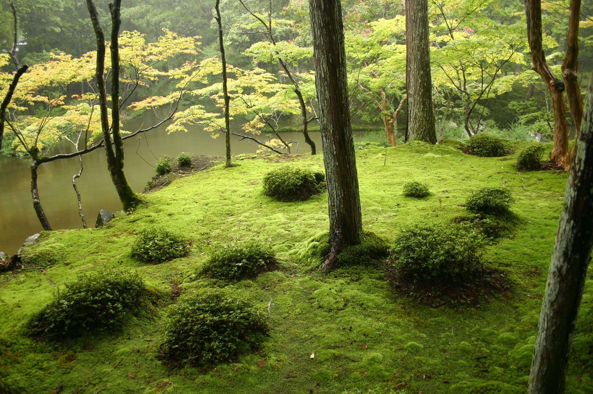 Japanese garden